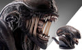 PRE-ORDER: Hollywood Collectibles Group Aliens Xenomorph Life-Size Bust
