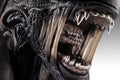 PRE-ORDER: Hollywood Collectibles Group Aliens Xenomorph Life-Size Bust