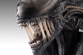 PRE-ORDER: Hollywood Collectibles Group Aliens Xenomorph Life-Size Bust