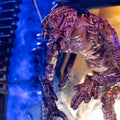 PRE-ORDER: PCS Collectibles The Fly (Deluxe Edition) 1/4 Scale Statue