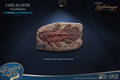 Star Ace Toys Coelacanth (Deluxe Version) Statue